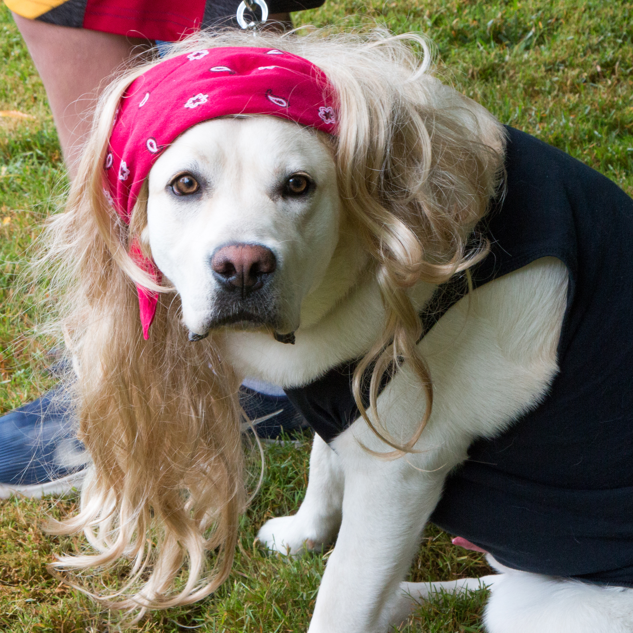 PetParade_2019 Pet Parade
