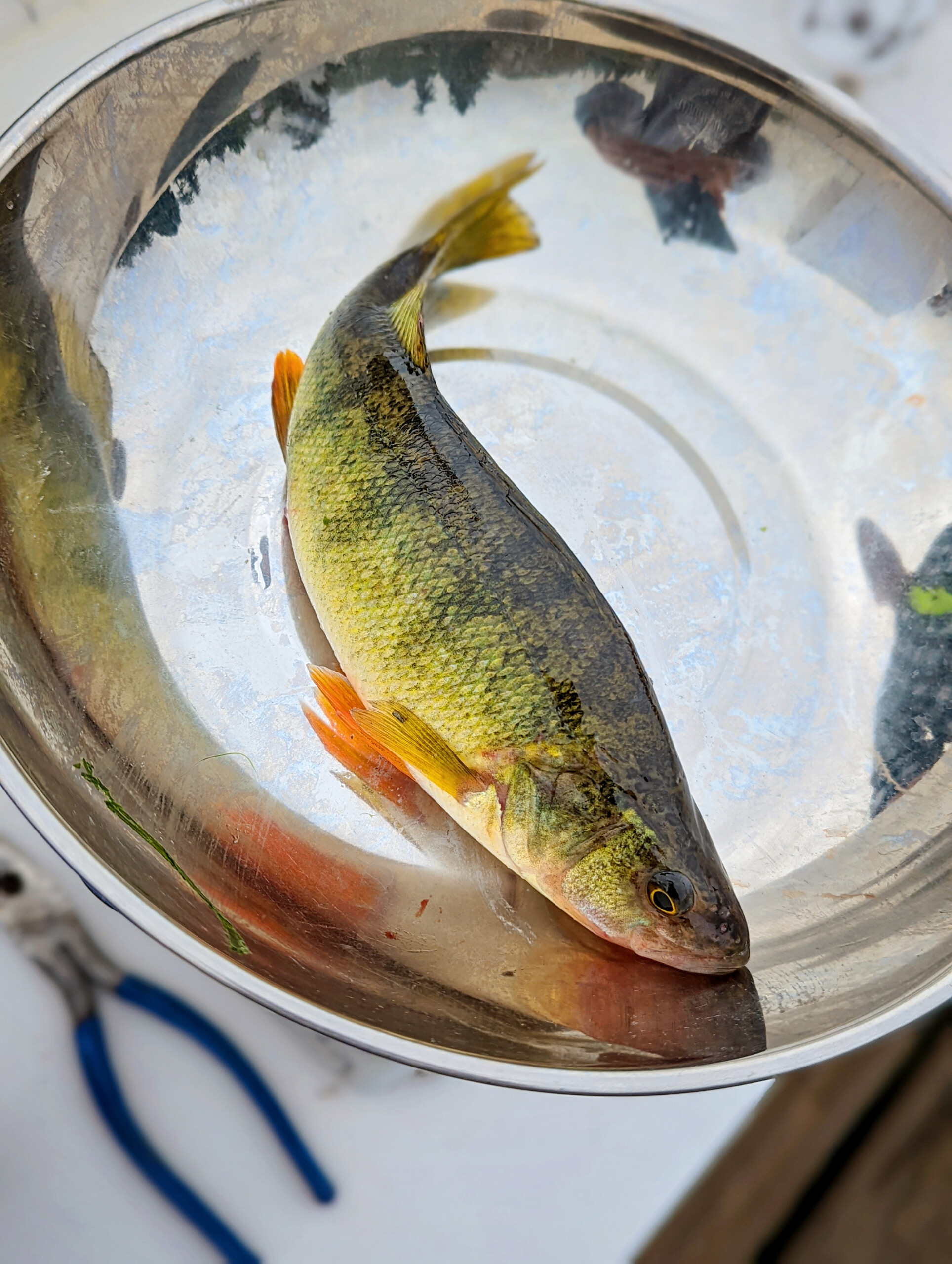 Key to success at Kids Fishing Derby could be crickets