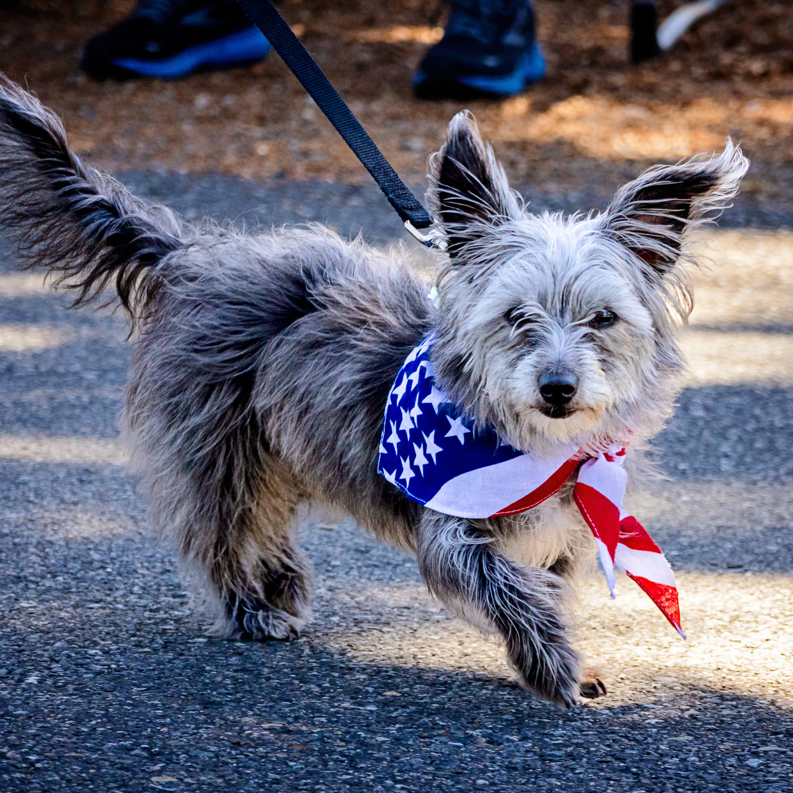 PetParade